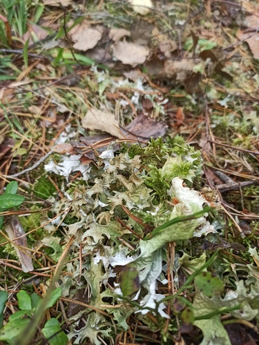 Iceland Lichen