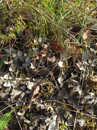 field dog lichen