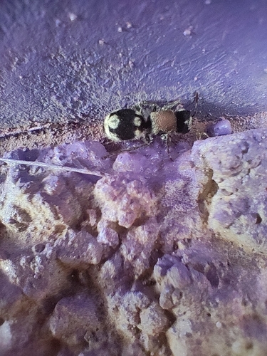 Ronisia barbarula