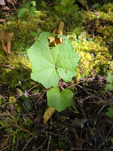 colt's-foot