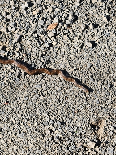 Northwestern Garter Snake