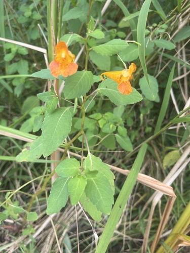 common jewelweed