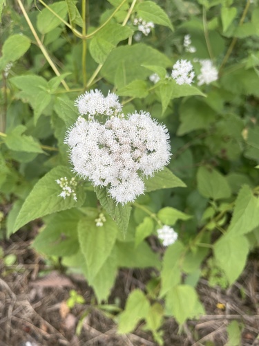 white snakeroot