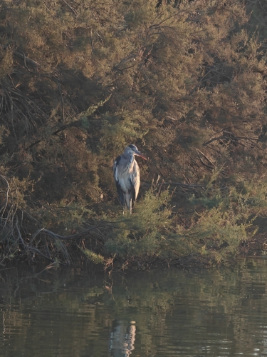 Grey Heron