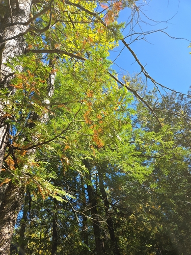 northern whitecedar