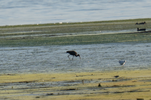 Glossy Ibis