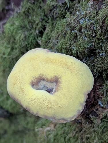 European Dyer's Polypore