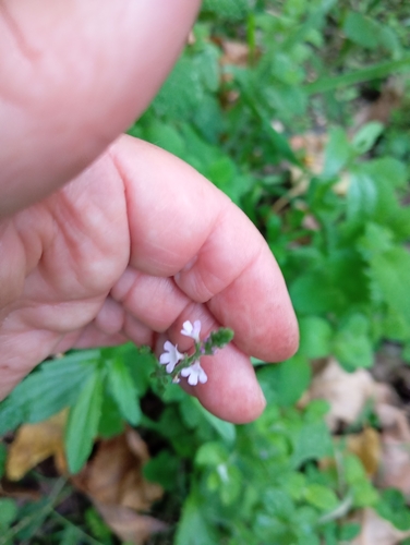 Common vervain