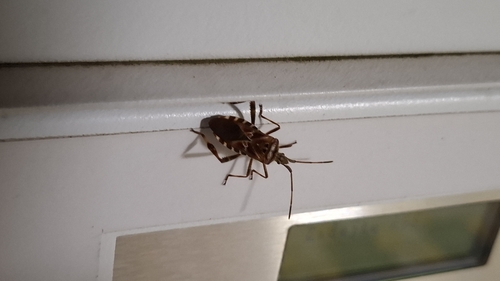 Western Conifer Seed Bug
