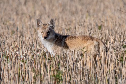 Coyote