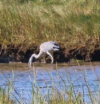 Great Blue Heron