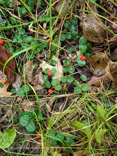 partridgeberry