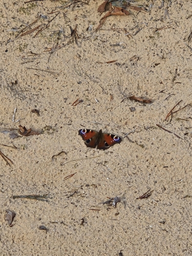 European Peacock Butterfly