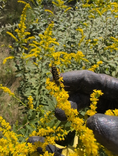 Locust Borer