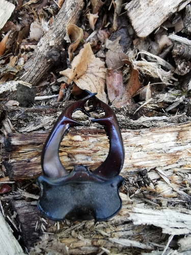 European Stag Beetle