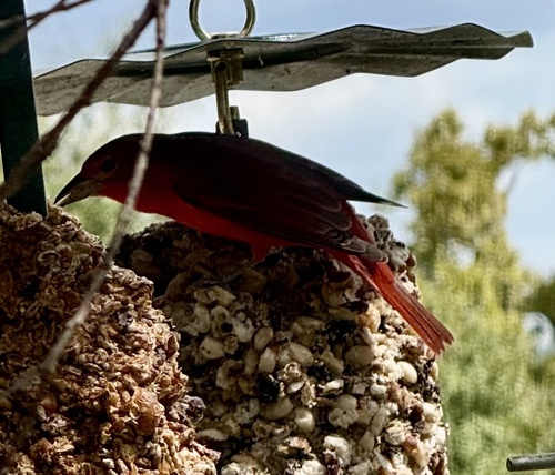 Summer Tanager