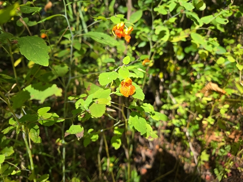 common jewelweed