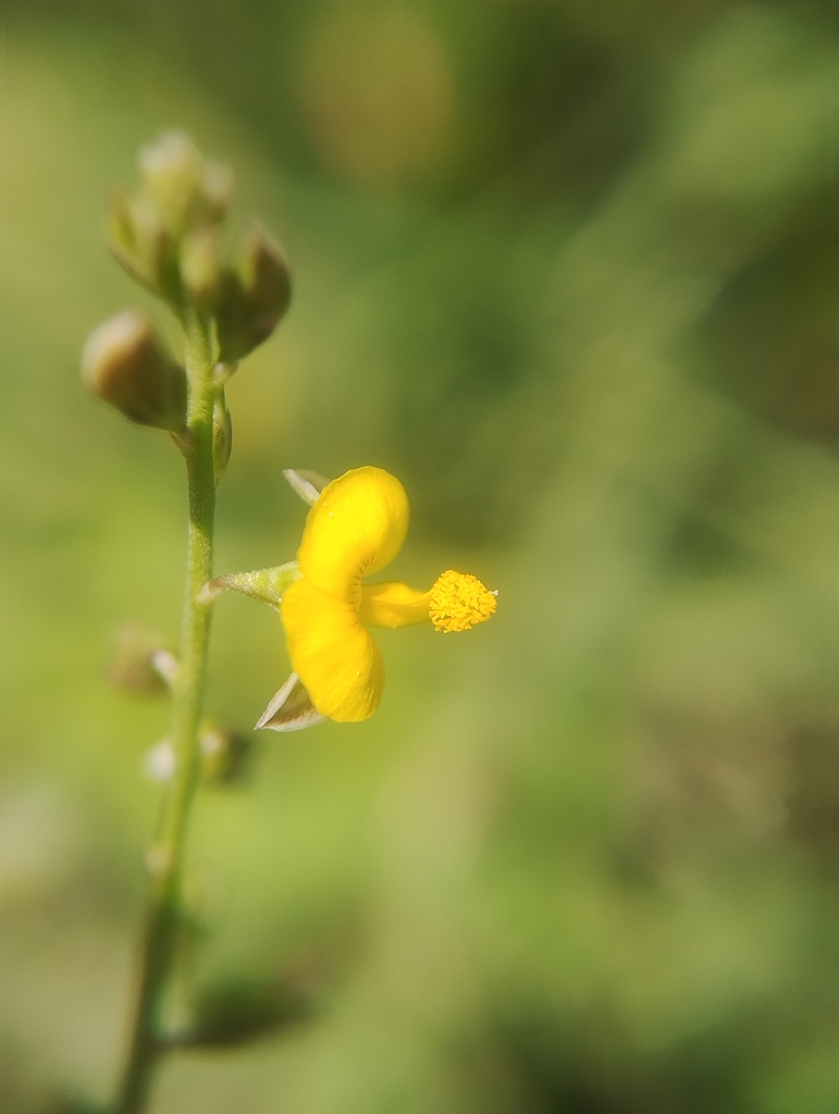 Polygala glaucoides (Polygala glaucoides)