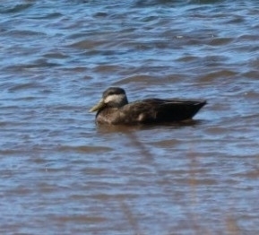 American Black Duck