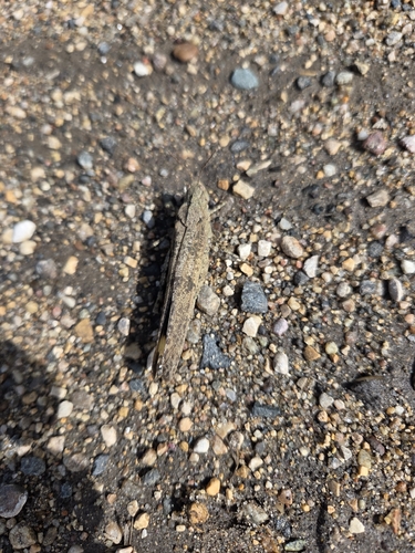 Carolina Grasshopper