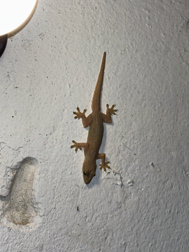 Flat-tailed House Gecko