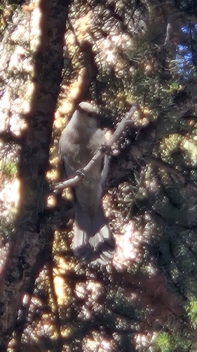 Canada Jay