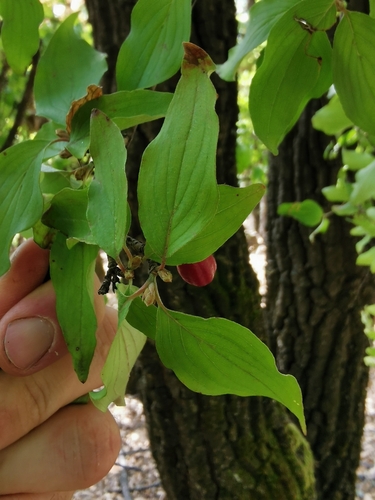 Cornelian cherry