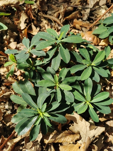 wood spurge