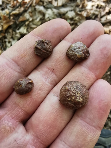 dyer's gall