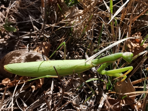 European Mantis