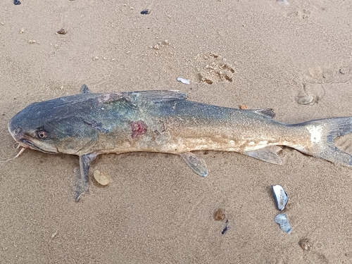 White Sea Catfish