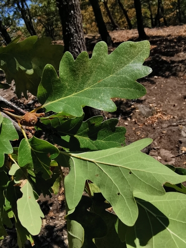 sessile oak
