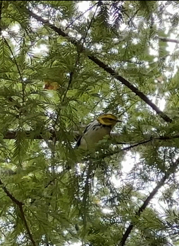 Black-throated Green Warbler