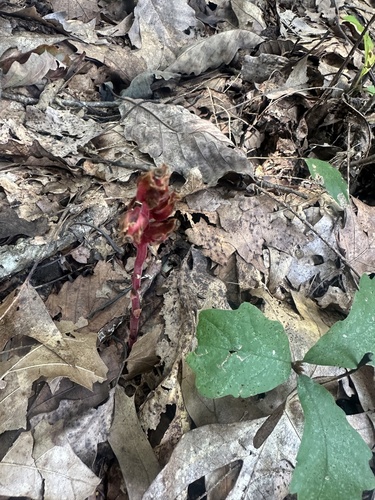 pinesap