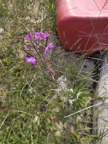 fireweed