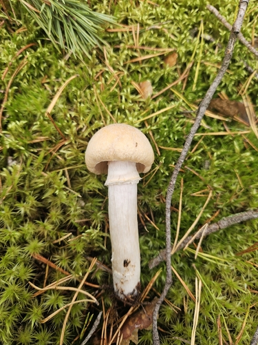 Wrinkled Cortinarius