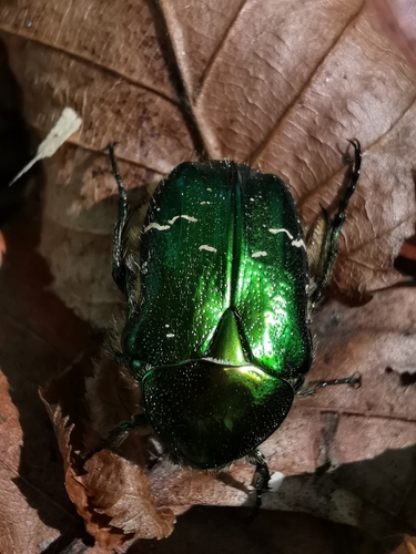 European Rose Chafer