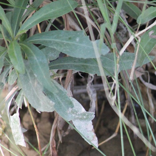 White Bladderpod