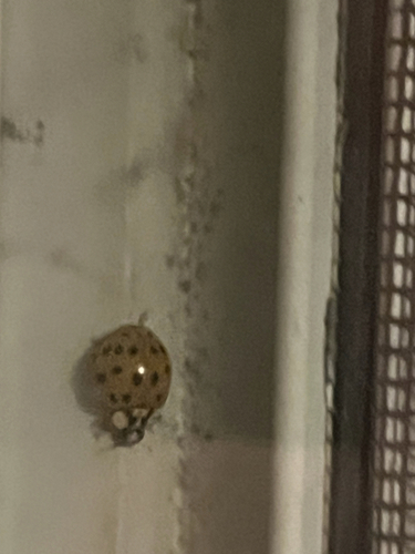 Asian Lady Beetle