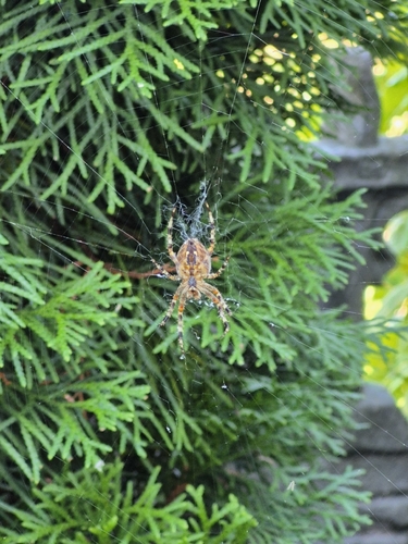 Cross Orbweaver