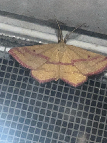 Chickweed Geometer Moth
