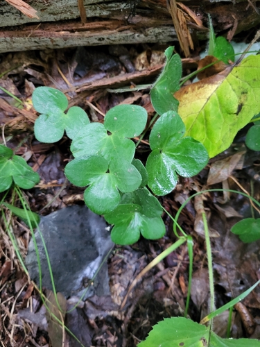 round-lobed hepatica