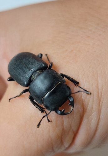 Lesser Stag Beetle