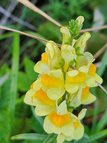 common toadflax