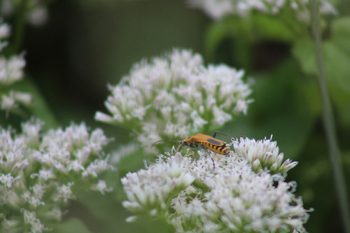 Goldenrod Soldier Beetle