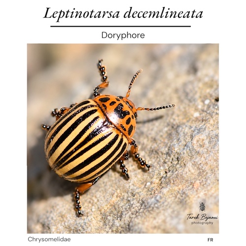 Colorado Potato Beetle