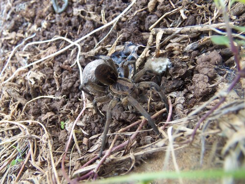 Lycosa erythrognatha