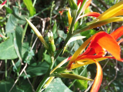 Spiny-legged Stingless bee