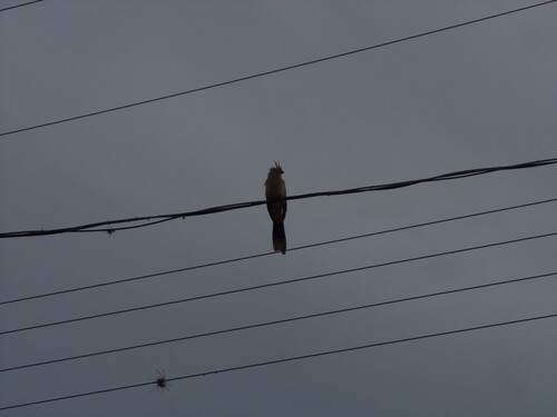 Guira Cuckoo