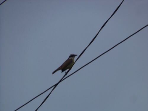 Great Kiskadee